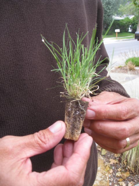 uc-verde-lawn plug is a drought tolerant buffalo grass
