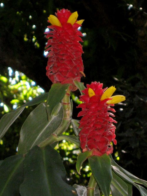 Mom\'s Hawaii Photos and video 245